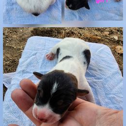 Girl 1 - Black white and tan female Rat Terrier puppy in Kennewick, Washington from SUNSHINE DECKERS WASHINGTON