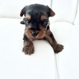 Mellonie - Blue and gold female Yorkshire Terrier puppy in Yonkers, New York from The Dior Line