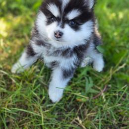 Valley - Black and white male Pomsky puppy in Mc Callsburg, Iowa from SZ Rolling Acres LLC