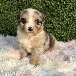 Shamrock - Blue merle male Australian Shepherd puppy in Placerville, California from BFF Aussies