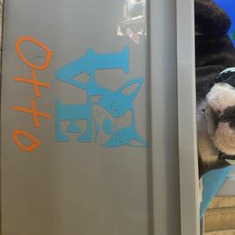 Boston Terrier Puppies from Candied Bostons