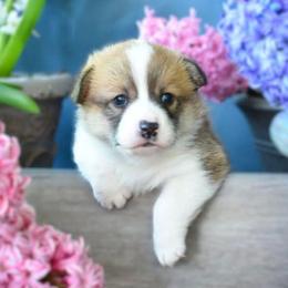 Mr Orange - Red male Pembroke Welsh Corgi puppy in Gig Harbor, Washington from Pacific Northwest Pembroke Welsh Corgis