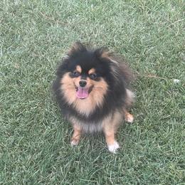 Barkey - Pomeranian