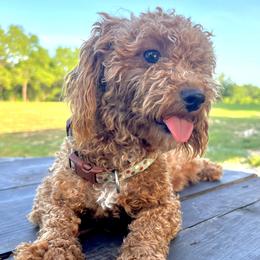 Ava - Poodle