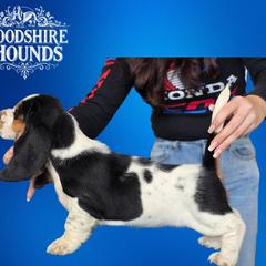 Girl 3 - Basset Hound puppy in Melbourne, Florida from Woodshire Hounds