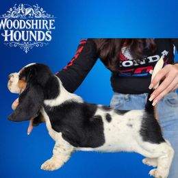 Girl 3 - Basset Hound puppy in Melbourne, Florida from Woodshire Hounds
