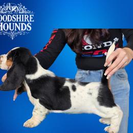 Girl 3 - Basset Hound puppy in Melbourne, Florida from Woodshire Hounds