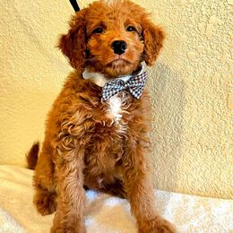Blue Collar Male - Red male Double Doodle puppy in Killeen, Texas from Parrish Precious Ones Texas