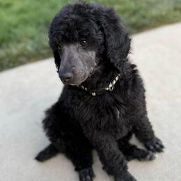 Ollie - Blue female Poodle puppy in Hesperia, California from Whitesock Standard Poodles