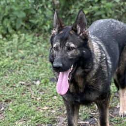 German Shepherds from Pray Love Shepherd Kennels