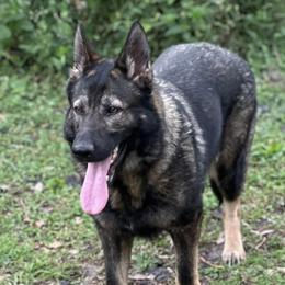 German Shepherds from Pray Love Shepherd Kennels