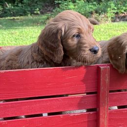 Bernedoodle and Goldendoodle Puppies from Ruby's Doodles