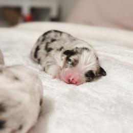 Balu AKC - Blue merle male Australian Shepherd puppy in Polk City, Florida from Skaky Shepherds