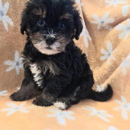 Raleigh mini 25-30 - Tri-color female Bernedoodle puppy in Clermont, Florida from Sammy's Puppies