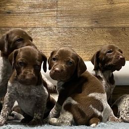 Belgian Malinois and German Shorthaired Pointer Puppies from Lapdog GSP
