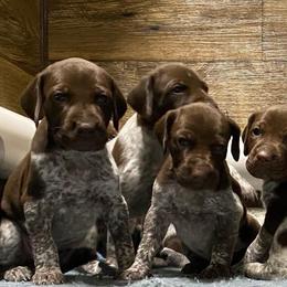 Belgian Malinois and German Shorthaired Pointer Puppies from Lapdog GSP