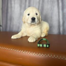 Male Pick 4 - Light golden male Golden Retriever puppy in Piedmont, South Carolina from The Farm at Saluda Ridge