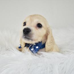 Light cream boy - Cream male Dachshund puppy in Seminary, Mississippi from Down South Mavericks Dachshunds