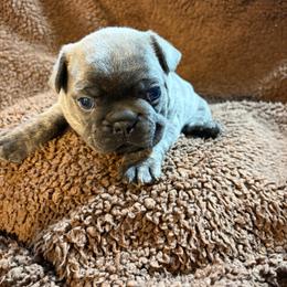 Zelda - Fawn brindle and white female French Bulldog puppy in Neenah, Wisconsin from Mimosa Acres French Bulldogs LLC