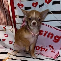 8837 Mocha - Chocolate sabled fawn female Chihuahua puppy in Palmyra, Indiana from Country Star Chihuahuas