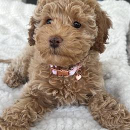 Cockapoo Puppies from M&M Cockapoos of Iowa