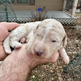 Cream - White female Bernedoodle puppy in Holt, Missouri from Mindys Doodles