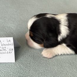 Boy 2 - Tri-color male Cavalier King Charles Spaniel puppy in Clintonville, Wisconsin from Whispering Meadows Performances Horses and Cavalier King Charles Spaniels