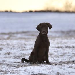 Huck - Chocolate male Labrador Retriever puppy in Sherrard, Illinois from Gochee Labs