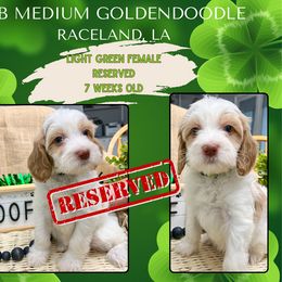 Light Green Girl - Parti Goldendoodle puppy in Raceland, Louisiana from Cajun Doodles