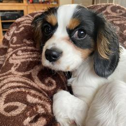 Cavalier King Charles Spaniel All Grown Up from Cavalier Court Pups