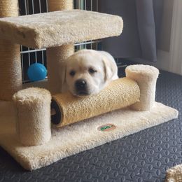 Labrador Retriever Puppies from Sandy Paws Labradors Maui