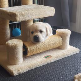 Labrador Retriever Puppies from Sandy Paws Labradors Maui