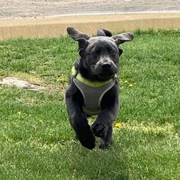 Labrador Retrievers from Belinda Nethercutt