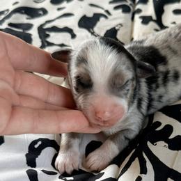 Paisley - Blue merle female Miniature Australian Shepherd puppy in Chelsea, Oklahoma from Elite Puppies of Oklahoma, LLC