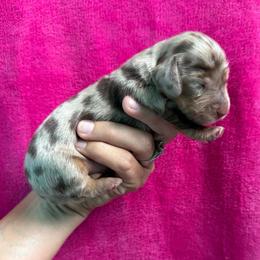 Bella - Dapple female Dachshund puppy in Lincoln, Arkansas from Red Dirt Dachshunds