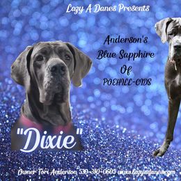 Dixie - Great Dane