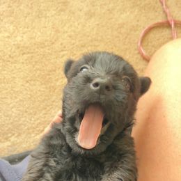 Scottish Terrier Puppies from Oodles of Cuties!