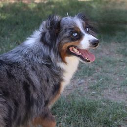 Rose - Toy Australian Shepherd