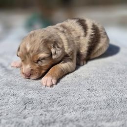 Girl 1 - Red merle female Australian Shepherd puppy in Solon, Maine from Mountain Range Australian Shepherds