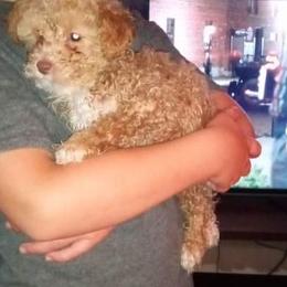 Poodle Puppies from Pawsome Poodles