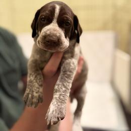 Red - Liver and white male German Shorthaired Pointer puppy in Ash Flat, Arkansas from SmokePoint GSPs