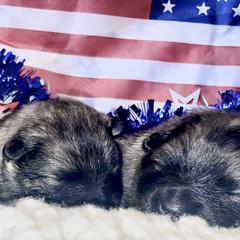 Keeshond Puppies from StarStruck Keeshonden