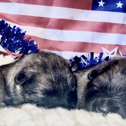 Keeshond Puppies from StarStruck Keeshonden