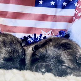 Keeshond Puppies from StarStruck Keeshonden