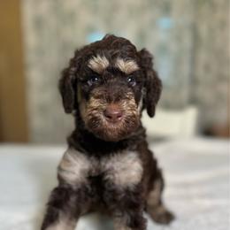 Biscuit - Phantom male Goldendoodle puppy in Osage City, Kansas from Golden Ridge Goldens