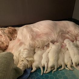 Clumber Spaniel Puppies from Lemontree Clumbers