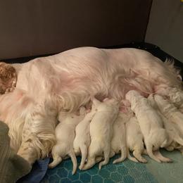 Clumber Spaniel Puppies from Lemontree Clumbers