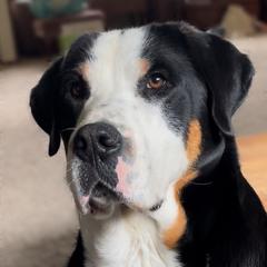 Opal - Greater Swiss Mountain Dog