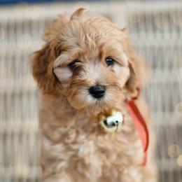 Joy - Apricot female Goldendoodle puppy in Pasco, Washington from Sunset Grove