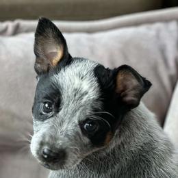 Annabelle - Blue female Australian Cattle Dog puppy in Kalispell, Montana from BTR Australian Cattle Dogs